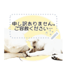 北海道犬×ふせん メッセージスタンプ♡（個別スタンプ：12）