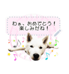 北海道犬×ふせん メッセージスタンプ♡（個別スタンプ：13）