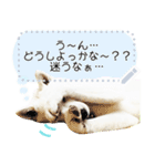 北海道犬×ふせん メッセージスタンプ♡（個別スタンプ：17）
