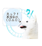 北海道犬×ふせん メッセージスタンプ♡（個別スタンプ：18）