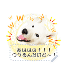 北海道犬×ふせん メッセージスタンプ♡（個別スタンプ：19）