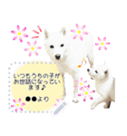 北海道犬×ふせん メッセージスタンプ♡（個別スタンプ：20）