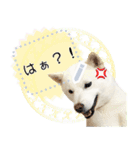 北海道犬×ふせん メッセージスタンプ♡（個別スタンプ：21）
