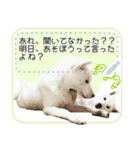 北海道犬×ふせん メッセージスタンプ♡（個別スタンプ：23）