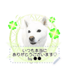 北海道犬×ふせん メッセージスタンプ♡（個別スタンプ：24）