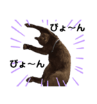 黒猫のジッくん2（個別スタンプ：1）