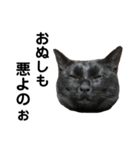 黒猫のジッくん2（個別スタンプ：3）