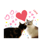 我が家の猫ちゃん  ☆サン ＆ まろん☆（個別スタンプ：1）
