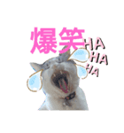 我が家の猫ちゃん  ☆サン ＆ まろん☆（個別スタンプ：3）