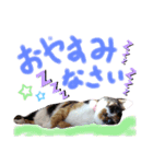 我が家の猫ちゃん  ☆サン ＆ まろん☆（個別スタンプ：5）