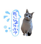 我が家の猫ちゃん  ☆サン ＆ まろん☆（個別スタンプ：6）