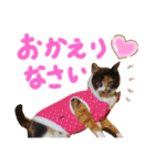 我が家の猫ちゃん  ☆サン ＆ まろん☆（個別スタンプ：9）