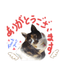 我が家の猫ちゃん  ☆サン ＆ まろん☆（個別スタンプ：10）