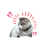 我が家の猫ちゃん  ☆サン ＆ まろん☆（個別スタンプ：11）