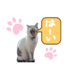 我が家の猫ちゃん  ☆サン ＆ まろん☆（個別スタンプ：12）