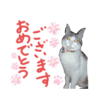 我が家の猫ちゃん  ☆サン ＆ まろん☆（個別スタンプ：13）
