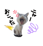 我が家の猫ちゃん  ☆サン ＆ まろん☆（個別スタンプ：16）