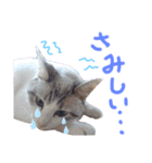 我が家の猫ちゃん  ☆サン ＆ まろん☆（個別スタンプ：17）