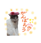 我が家の猫ちゃん  ☆サン ＆ まろん☆（個別スタンプ：18）