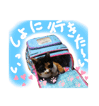 我が家の猫ちゃん  ☆サン ＆ まろん☆（個別スタンプ：19）