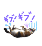 我が家の猫ちゃん  ☆サン ＆ まろん☆（個別スタンプ：20）