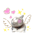 我が家の猫ちゃん  ☆サン ＆ まろん☆（個別スタンプ：21）