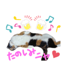 我が家の猫ちゃん  ☆サン ＆ まろん☆（個別スタンプ：22）