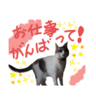 我が家の猫ちゃん  ☆サン ＆ まろん☆（個別スタンプ：23）