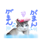 我が家の猫ちゃん  ☆サン ＆ まろん☆（個別スタンプ：24）