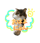 今日ものるにゃんと過ごそうよ（個別スタンプ：2）