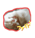 今日ものるにゃんと過ごそうよ（個別スタンプ：5）