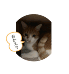 1087ねこちゃんず（個別スタンプ：12）