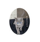 猫のブルー（個別スタンプ：5）