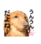 ナッツ編 日常で使えます！（個別スタンプ：13）