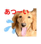 ナッツ編 日常で使えます！（個別スタンプ：15）