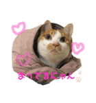 やたがい家のにゃんこたち（個別スタンプ：1）