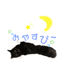 やたがい家のにゃんこたち（個別スタンプ：4）