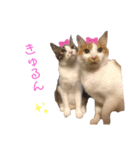 やたがい家のにゃんこたち（個別スタンプ：6）