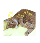 やたがい家のにゃんこたち（個別スタンプ：8）