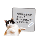 猫写真のメッセージスタンプ（個別スタンプ：2）
