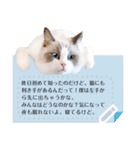 猫写真のメッセージスタンプ（個別スタンプ：10）