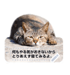 猫写真のメッセージスタンプ（個別スタンプ：15）