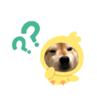 柴犬アンちゃん04（個別スタンプ：8）