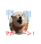 柴犬アンちゃん04（個別スタンプ：11）