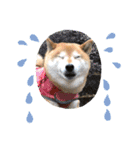 柴犬アンちゃん04（個別スタンプ：14）