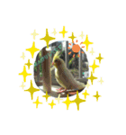 オカメインコとセキセイインコ（個別スタンプ：1）