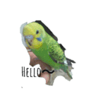 オカメインコとセキセイインコ（個別スタンプ：3）