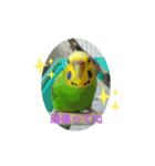 オカメインコとセキセイインコ（個別スタンプ：4）