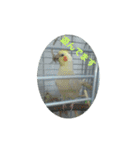 オカメインコとセキセイインコ（個別スタンプ：5）
