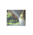 オカメインコとセキセイインコ（個別スタンプ：8）